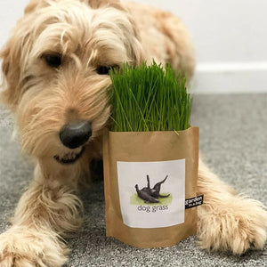 DOG GRASS - Easy-to-grow 'Garden in a Bag' produces b<span data-mce-fragment="1">arley grass, which is good for dogs, providing essential vitamins and minerals. It is also rich in Chlorophyll which acts as a natural detoxifier, mild antibiotic and deodorizer. An easy to grow treat for pet health and vitality. Includes: seed, growing medium, OMRI coconut husks for drainage, directions. Bag 7" high x 6" wide. Grow indoors. Created by Potting Shed Creations in Idaho.