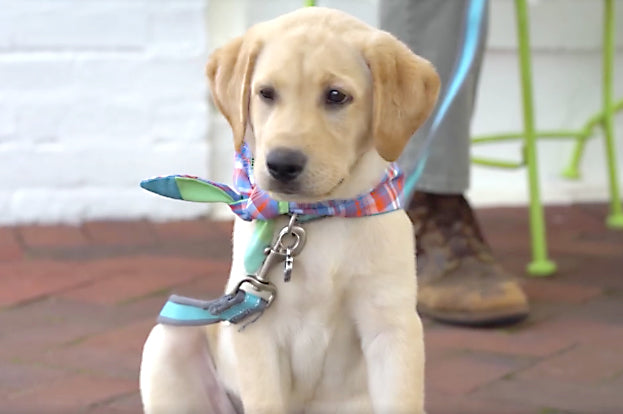 Sweet Lucy Lou at the Hug Box Shop in Downtown Newnan, Georgia