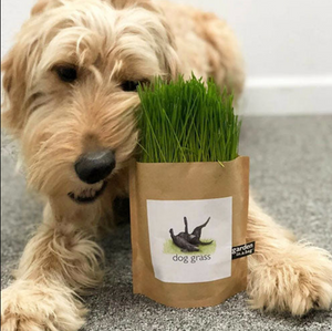DOG GRASS - Dogs love grass. They roll and play on it, and like to eat it too. Barley grass is good for dogs, providing essential vitamins and minerals. It is also rich in Chlorophyll which acts as a natural detoxifier, mild antibiotic and deodorizer. An easy to grow treat for pet health and vitality. Includes: seed, growing medium, OMRI coconut husks for drainage, directions. (Barley Grass, Hordeum vulgare) Bag 7" high x 6" wide. Created by Potting Shed Creations in Idaho.