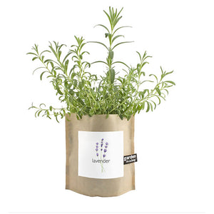 LAVENDER GARDEN IN A BAG - Grow fresh Lavender in a windowsill or any sunny spot indoors, year-round, directly in the leak proof bag. The leaves are intensely aromatic right from the start and said to have a relaxing effect. The flowers are edible and can be used raw in salads, added to stews, used to season cookies, ice cream, candied or even brewed in tea. Lavender pairs especially well with dark chocolate. All-natural by Potting Shed Creations in Idaho. 