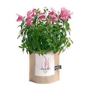 MINI SNAPDRAGON FLOWERS - Mini-Snapdragon {Antirrhinum majus} Rose-pink clusters of flowers on sturdy stems named for the flower head which, when laterally squeezed, is reminiscent of the head of a dragon opening its mouth. Complete to grow kit in a leak proof bag.&nbsp;Includes: seed, growing medium, OMRI coconut husks for drainage, directions. Bag 7" high x 6" wide. Created by Potting Shed Creatins in Idaho.